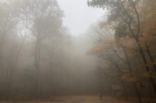 Drey hiking Mount Catoctin during a foggy morning.
