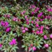 Purple flowers blooming in Fall in Cambridge, MA